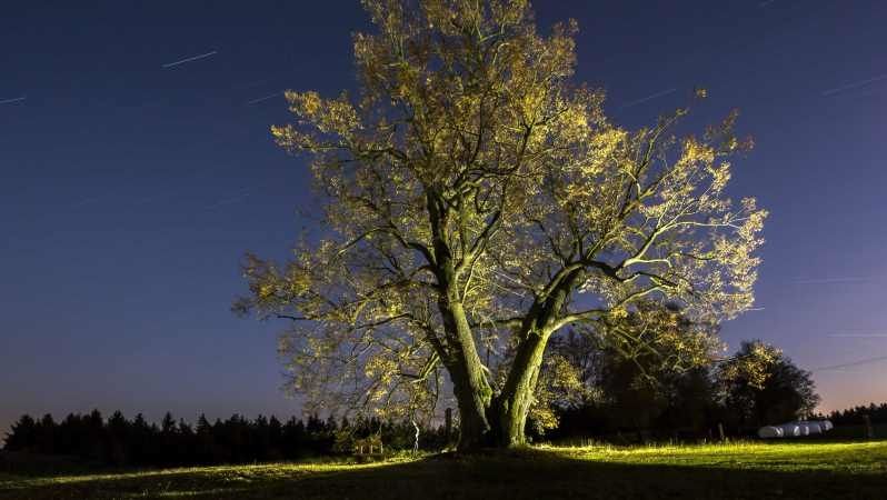Vítězný strom soutěže Strom roku 2016 - Lípa na Lipce
