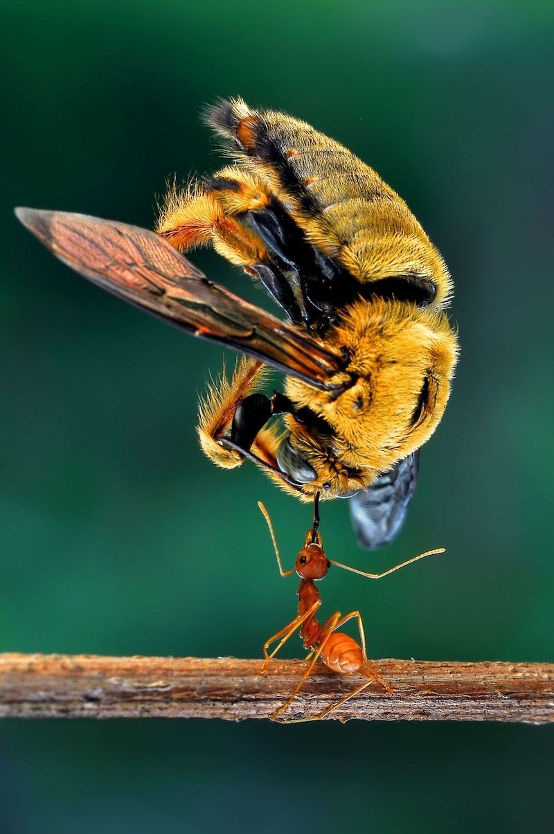V kusadlech udržel mravenec čtyřicetinásobně těžší včelu celkem bez problémů.