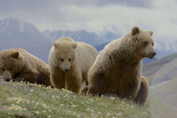Aljaška - to je krásná divočina, ve které spíše zažijete setkání s medvědem než s jiným dobrodruhem.
