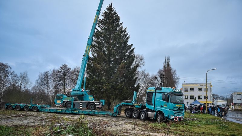 Vánoční strom pro Prahu pochází z České Lípy a je vysoký 23 metrů.