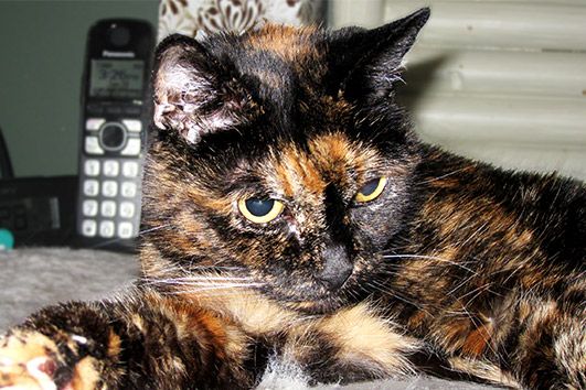 Nejstarší kočka na světě slaví narozeniny. Přežila dva své majitele