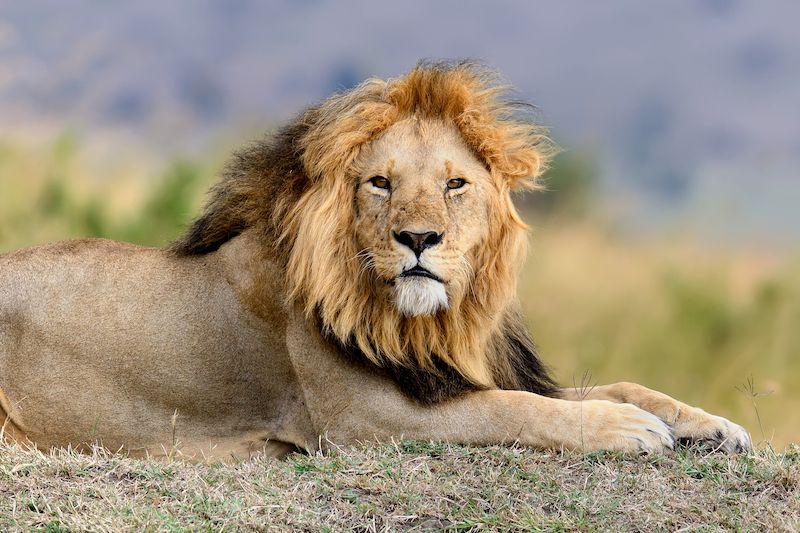 V Krugerově národním parku žije okolo 2000 lvů.