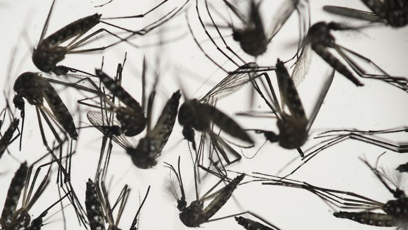 Komáři Aedes aegypti