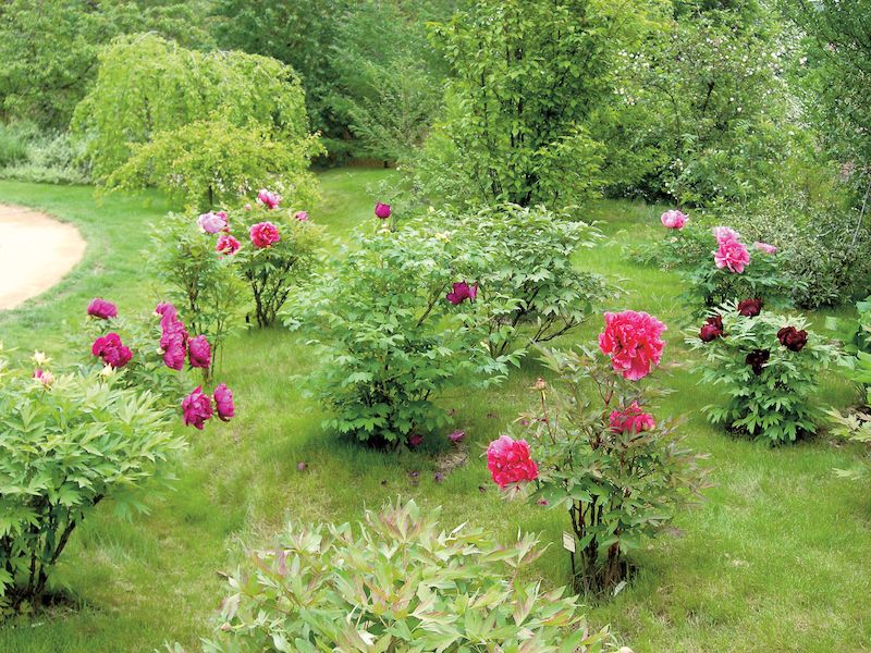 Sbírka pivoněk v Botanické zahradě Chotobuz v Průhonicích (je přístupná v květnu a červnu, v době květu hlavních sbírek – kosatců, růží, pivoněk a denivek).