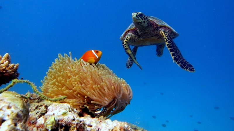 Želvy a barevné ryby opravdu není těžké v okolí maledivského atolu Baa potkat.