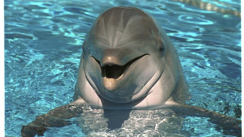  Delfín skákavý
