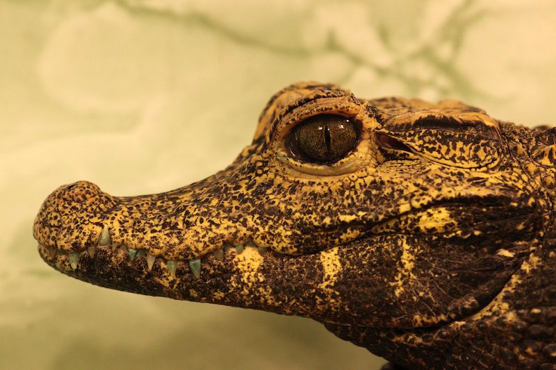 Krokodýl čelnatý je dalším z druhů, které se hodí k chovu lépe než jiné, větší druhy.