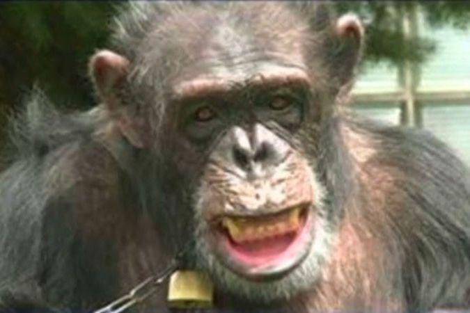 BEZ KOMENTÁŘE: Šimpanzi Tommy a Kiko nebudou odebráni svým majitelům
