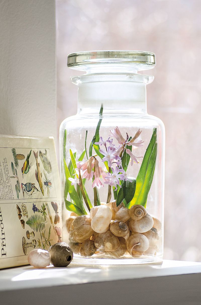 Jarní zátiší. Vrstva ulit šikovně maskuje cibule hyacintů a ladoniček uložených ve starožitné sklenici.