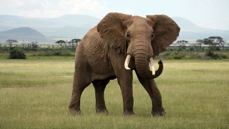 Slon africký v NP Amboseli.