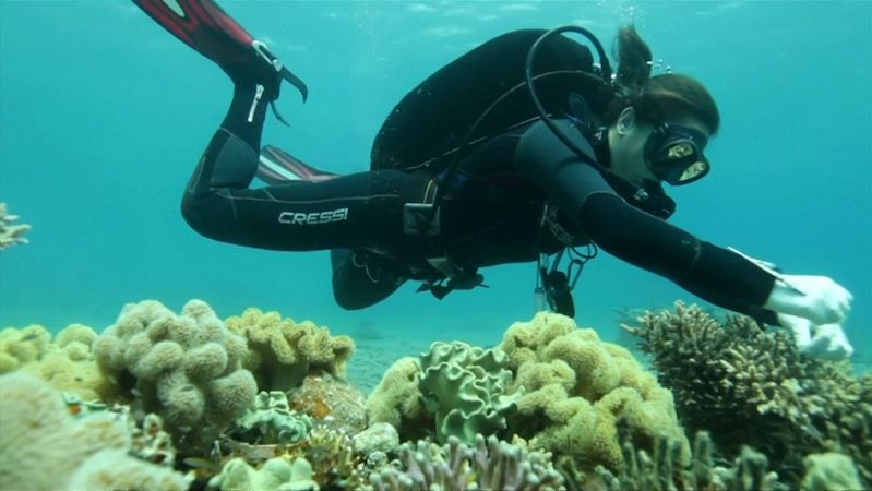BEZ KOMENTÁŘE: Tým výzkumníků objevil korály se schopností odolávat klimatickým změnám