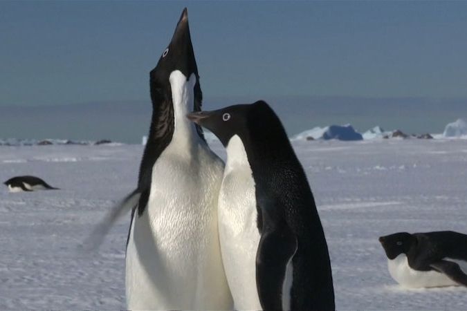 BEZ KOMENTÁŘE: Vědci monitorovali tučňáky v Antarktidě