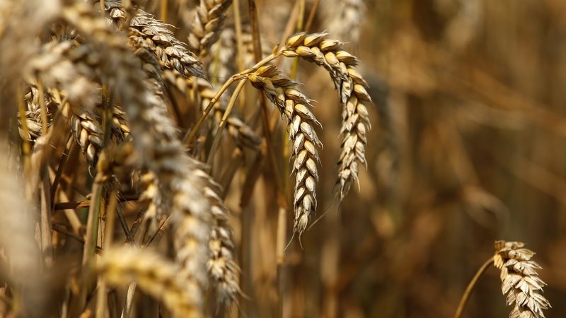 Čeští zemědělci prodávají pšenici za ceny o 45 procent nižší než loni