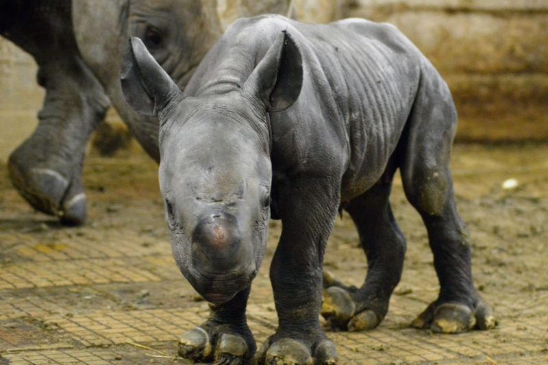 Nové mládě je samička, stala se 45. nosorožcem dvourohým narozeným ve dvorské zoo.