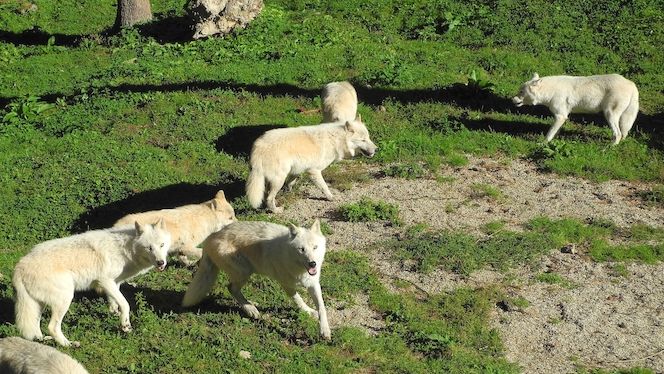 Bílé arktické vlky chová olomoucká zoo již delší dobu