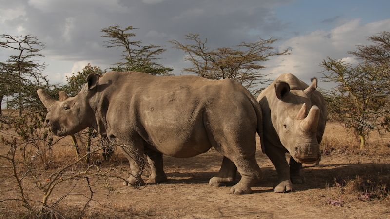 Poslední samice nosorožce bílého severního