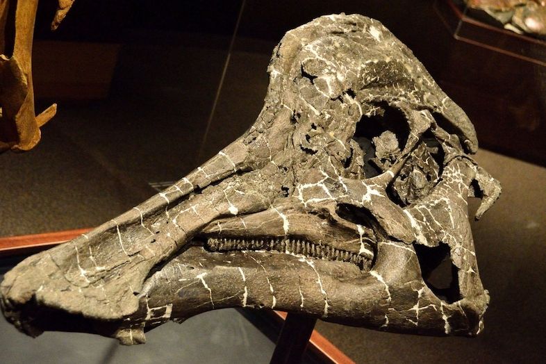 Zkamenělina lebky hypacrosaura. Embryo tohoto velkého ještěra se ve vajíčku vyvíjelo šest měsíců.