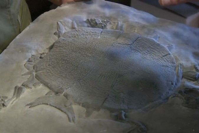BEZ KOMENTÁŘE: Fosilie želvy Yelmochelis rosarioae je 65 miliónů let stará