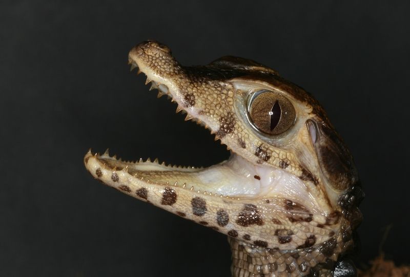Jako snad všem mláďatům, ani malým krokodýlkům nelze upřít značnou roztomilost. Z tohoto například vyroste krokodýl trpasličí.