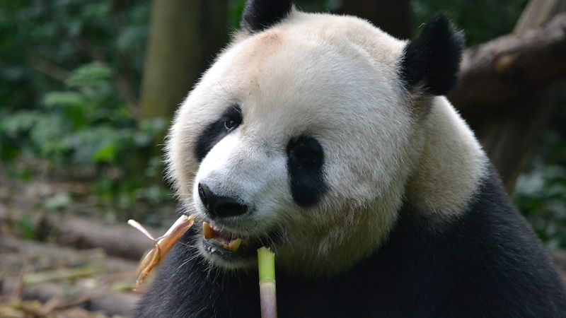 V Sečuánu jsou tři místa, kde pandy žijí. Na základně v Čcheng-tu jich je momentálně přes 160.