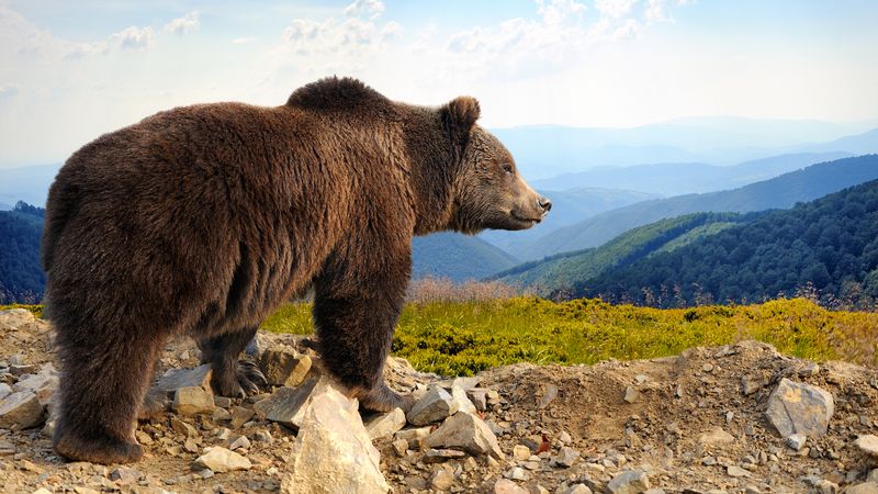 Mezi giganty živočišné říše patří také medvěd hnědý – největší suchozemský masožravec.