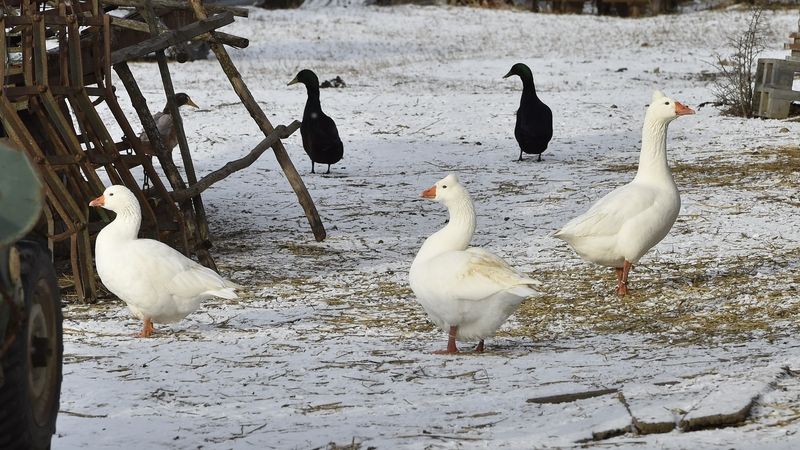 Veterináři vybijí na jihu Čech kvůli ptačí chřipce stovky hus