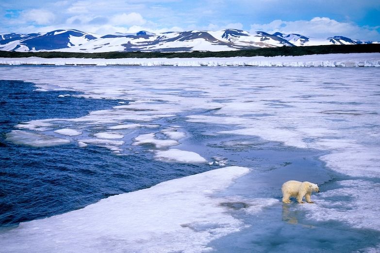 Tání ledovců znesnadňuje polárním medvědům hledání potravy.