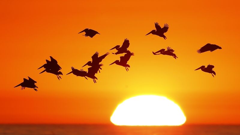 Siluety pelikánů letících kolem kalifornského pobřeží během západu slunce. Ilustrační foto.