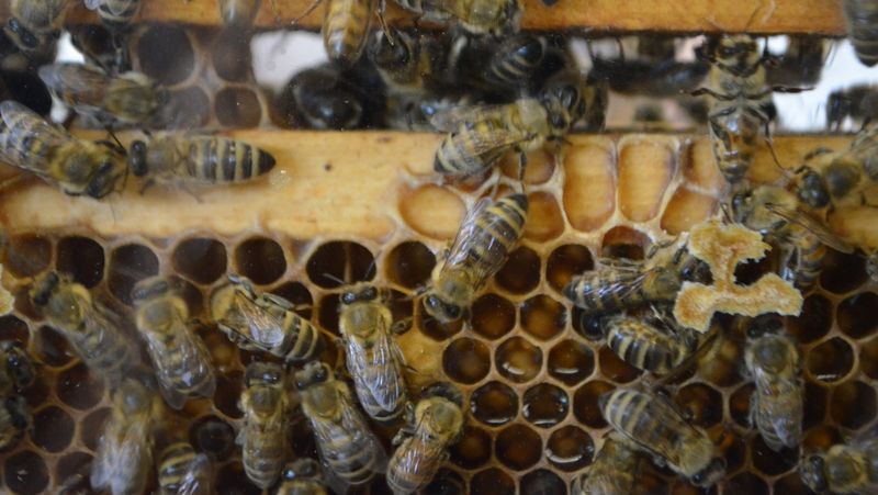 Kvůli roztočům včelaři počítají ztráty, někteří přišli o všechno