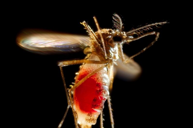Samička komára druhuAedes aegypti