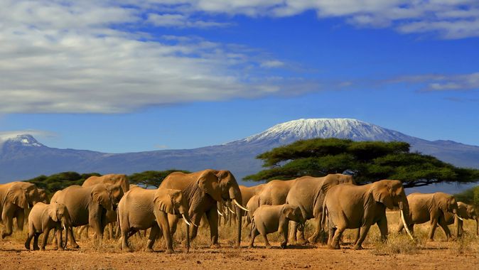 Zachytit stádo slonů s Kilimandžárem na pozadí je sen každého cestovatele mířícího na safari na východ Afriky.