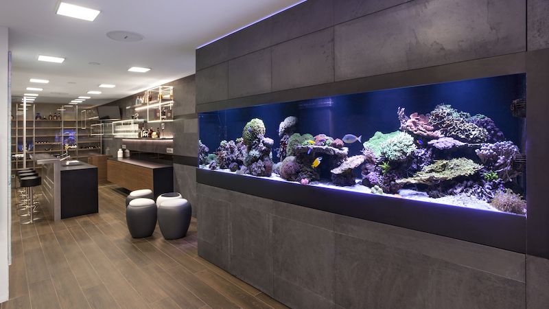 Mořská akvária jsou vhodná pro pokročilé akvaristy, anebo pro toho, kdo si k nim zaplatí i pravidelný servis.