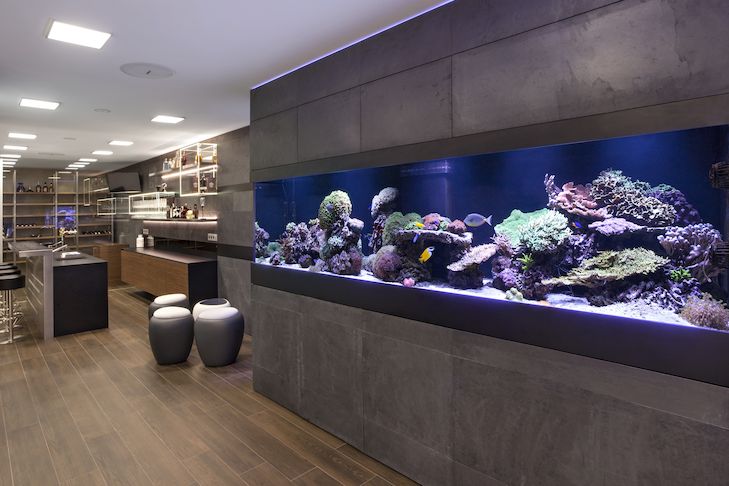 Mořská akvária jsou vhodná pro pokročilé akvaristy, anebo pro toho, kdo si k nim zaplatí i pravidlený servis.