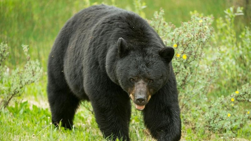 Medvěd baribal (ilustrační foto)