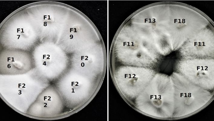 Kultury houby Sodiomyces alkalinus pěstované v laboratoři. Na první pohled není možné říci, které v sobě mají viry – po testování víme, že jsou to kultury F11, F12, F13 a F18.