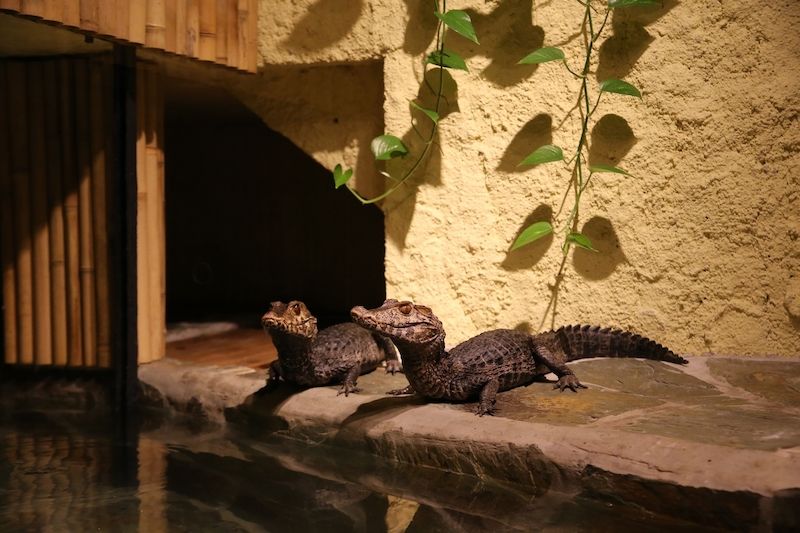 Ne vždy se spolu krokodýli snesou. Tento pár kajmanů trpasličích si vyhovuje.