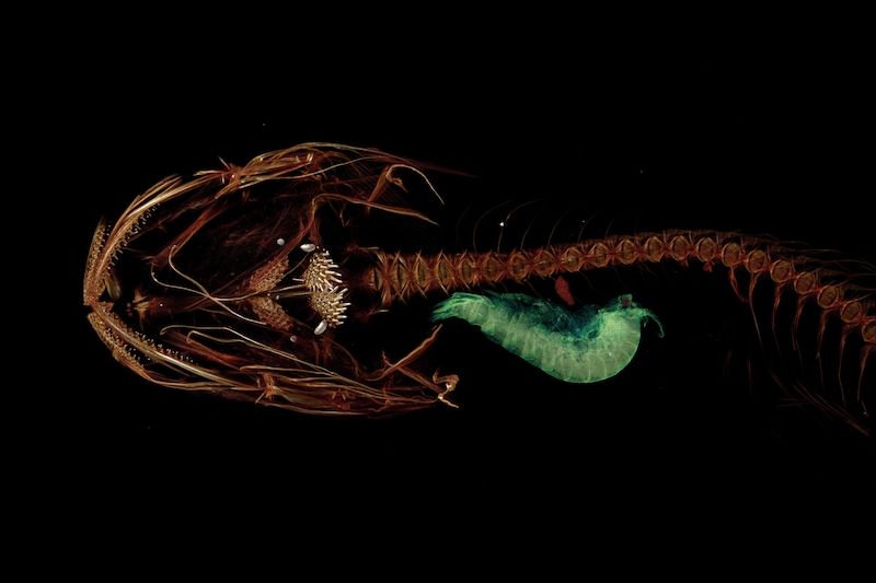 3D sken nejhlouběji žijící ryby s požitým korýšem