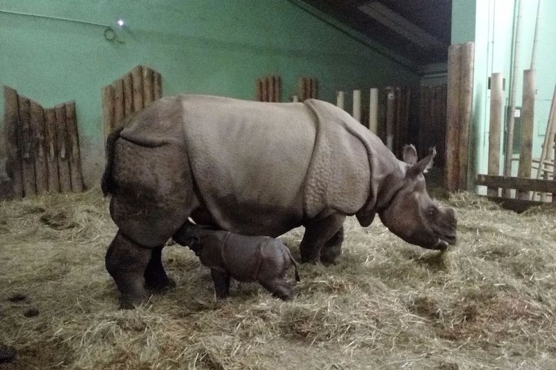 V plzeňské ZOO se narodilo v pořadí již druhé mládě vzácného nosorožce indického.