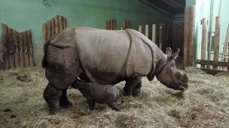 V plzeňské zoo se narodilo v pořadí již druhé mládě vzácného nosorožce indického.