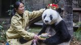 Uhynula nejstarší panda chovaná v zajetí. Bylo jí 37 let
