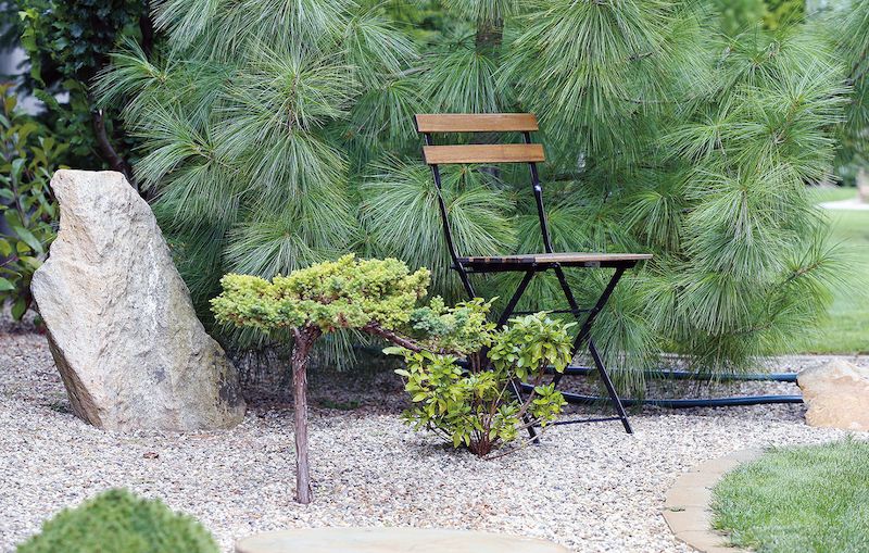 Je libo pohodové sezení u borovice Armandovy (Pinus armandii) s vlasovými jehlicemi?