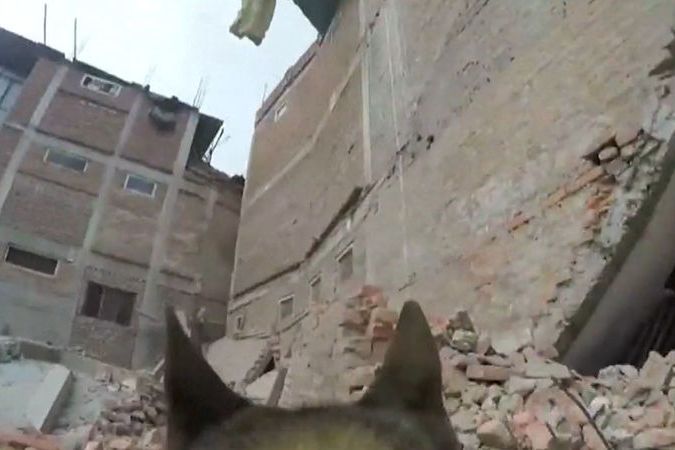 BEZ KOMENTÁŘE: Kamera na hřbetě záchranářského psa v Nepálu