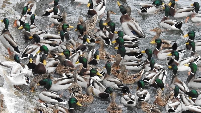 Kachny divoké na zimovišti vodních ptáků v Přerově.