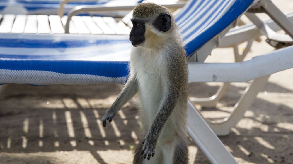 Turistům opice přijdou roztomilé, místním kvůli napáchaným škodám už méně.