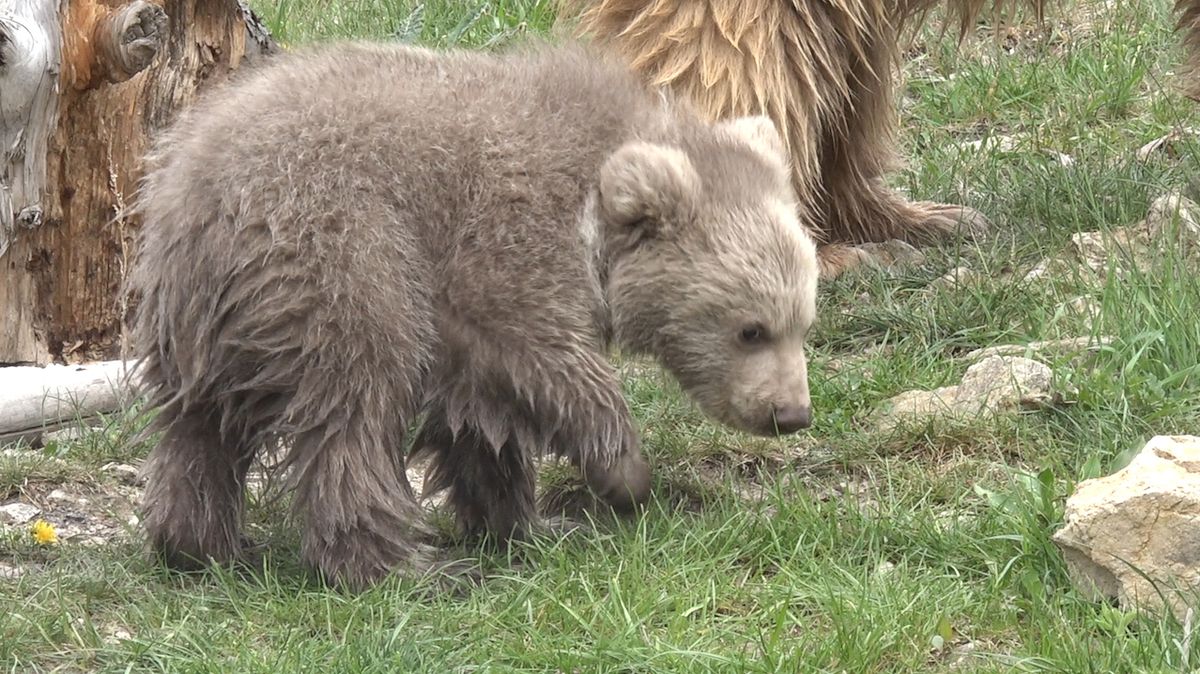 Mládě medvěda plavého v zoo Hluboká nad Vltavou začalo prozkoumávat venkovní výběh.