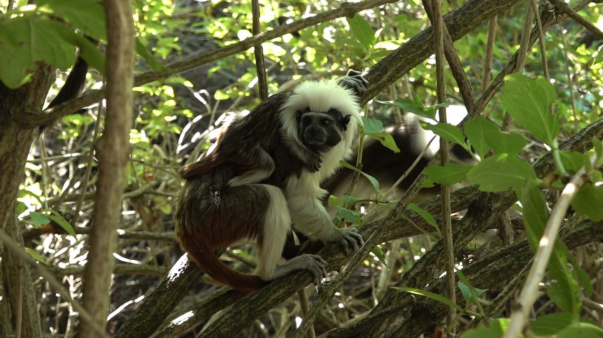 Drápkaté opičky se pohybují mimo výběhy i mezi lidmi. 