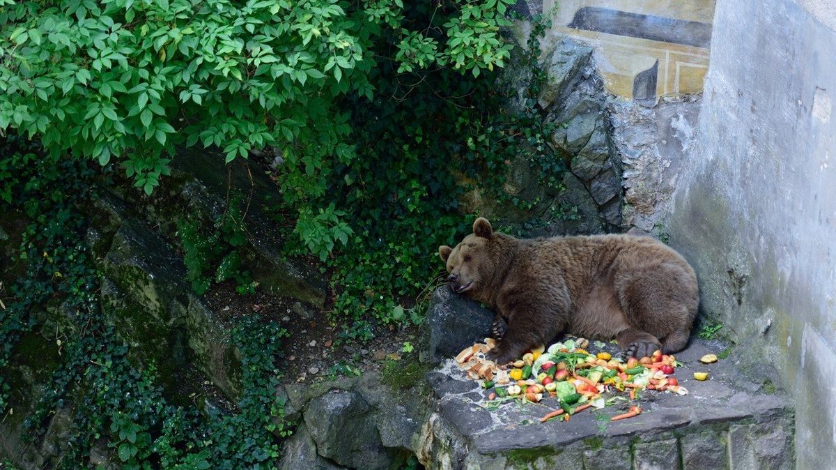 Medvědi jsou se zámeckým příkopem v Českém Krumlově spjati už několik staletí.