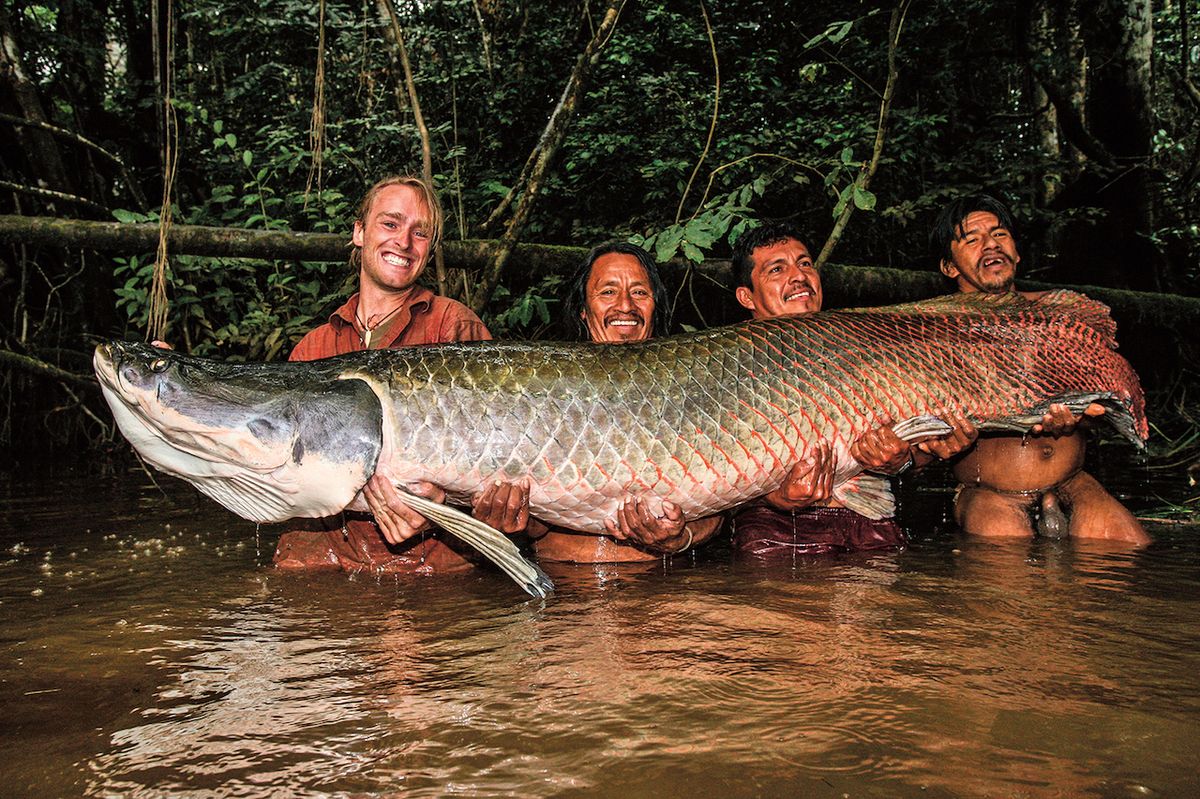 Arapaima gigas, královna Amazonie a největší sladkovodní ryba naší planety.