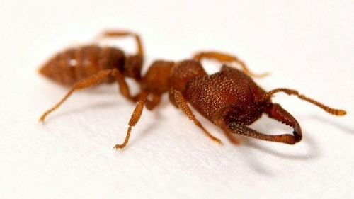 Mravenec druhu Mystrium camillae