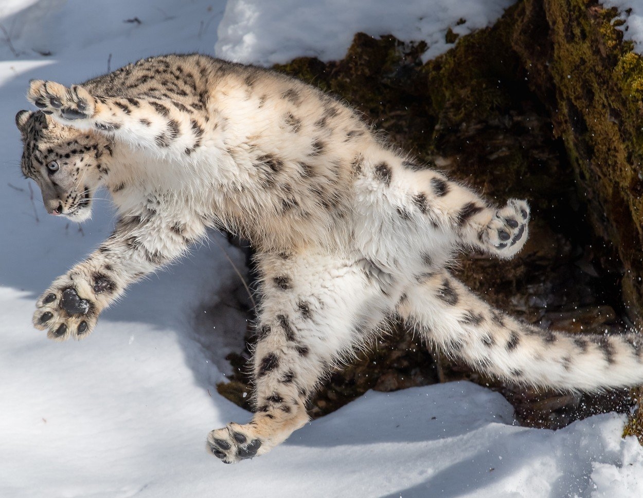 Барс ест. - Снежный Барс (Panthera uncia. Ирбис снежный Барс в прыжке. Снежный Барс (Ирбис, снежный леопард). Памирская Ирбис.